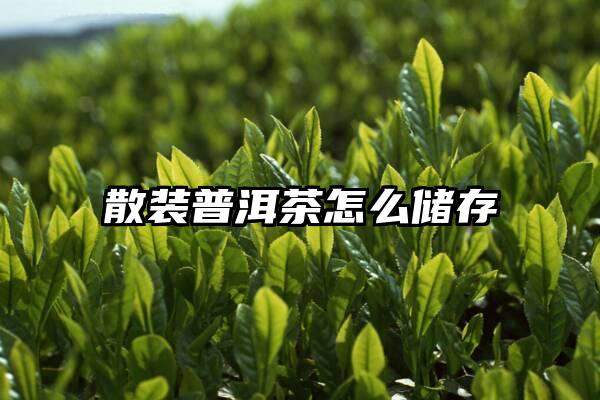 散装普洱茶怎么储存