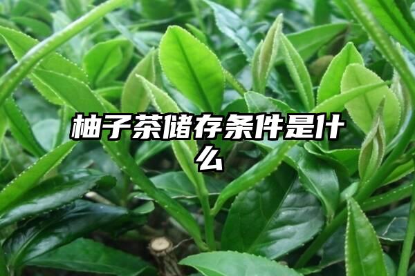 柚子茶储存条件是什么