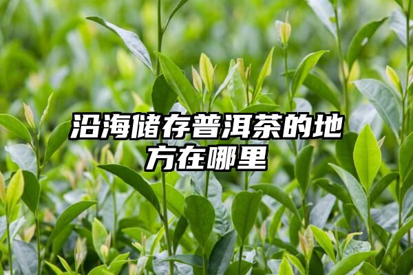 沿海储存普洱茶的地方在哪里