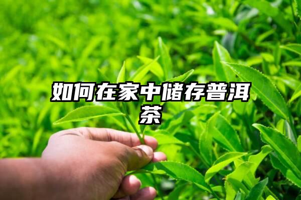 如何在家中储存普洱茶