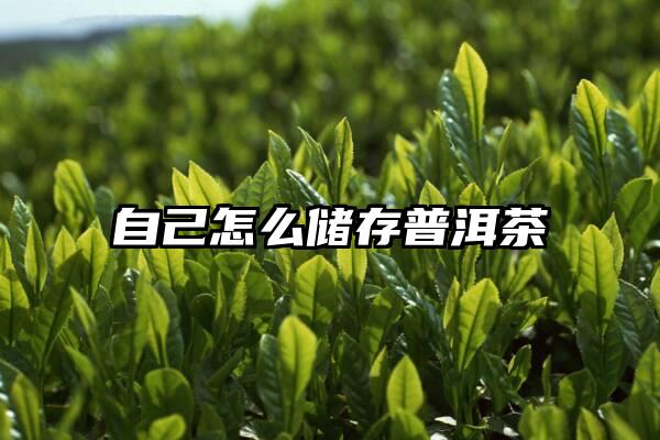 自己怎么储存普洱茶