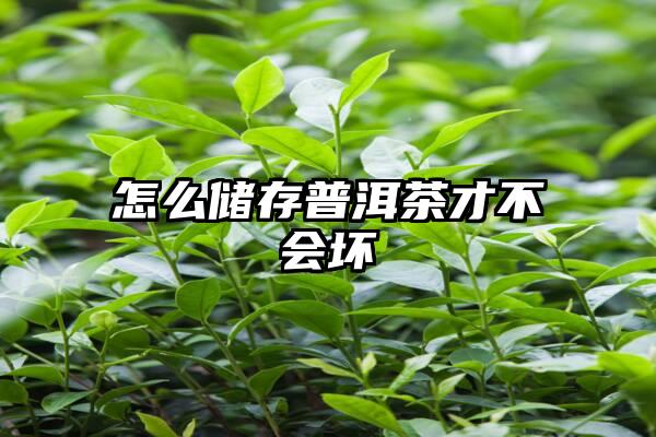 怎么储存普洱茶才不会坏