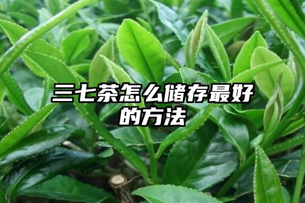 三七茶怎么储存最好的方法