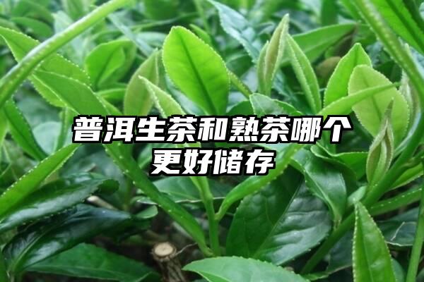 普洱生茶和熟茶哪个更好储存