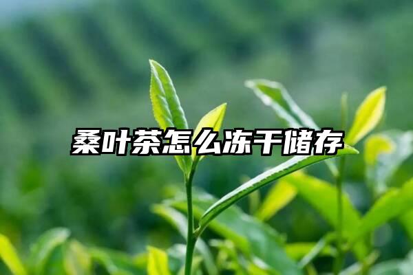 桑叶茶怎么冻干储存