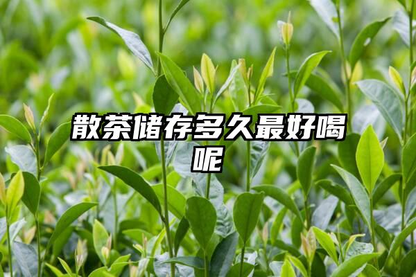 散茶储存多久最好喝呢