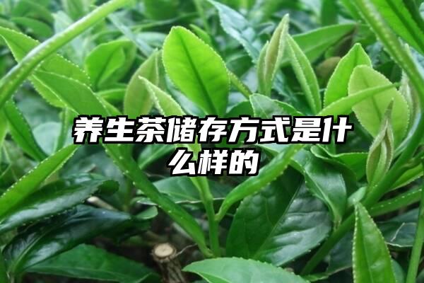 养生茶储存方式是什么样的