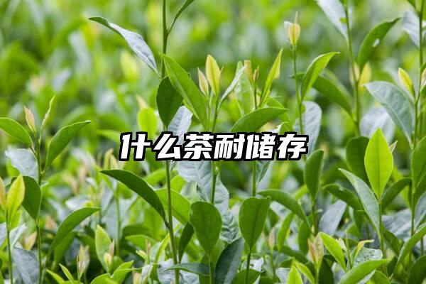 什么茶耐储存