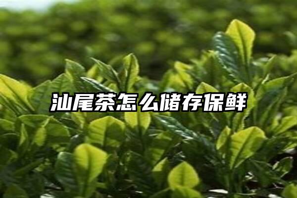 汕尾茶怎么储存保鲜