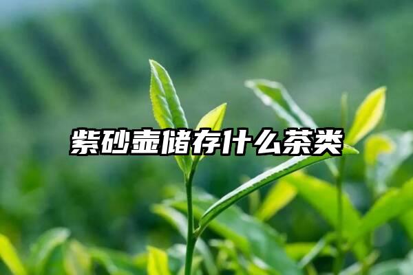 紫砂壶储存什么茶类