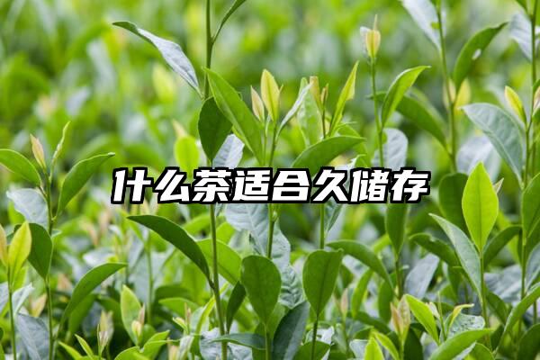 什么茶适合久储存