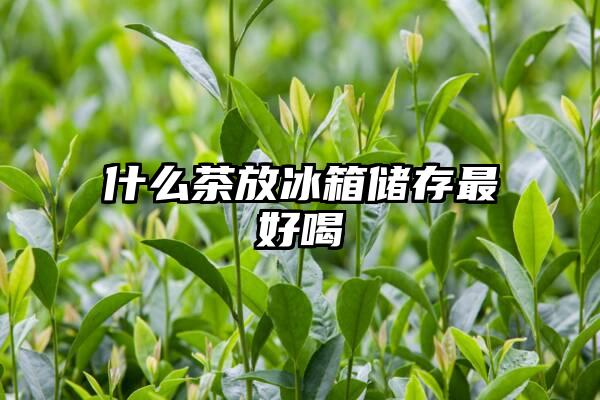 什么茶放冰箱储存最好喝