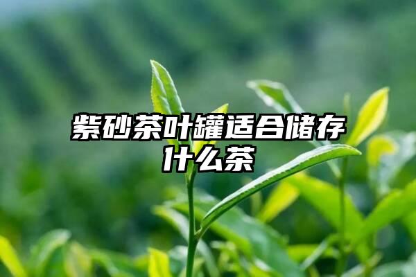 紫砂茶叶罐适合储存什么茶