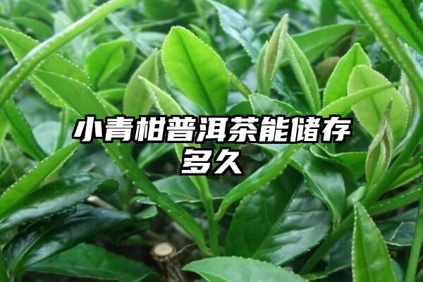 小青柑普洱茶能储存多久