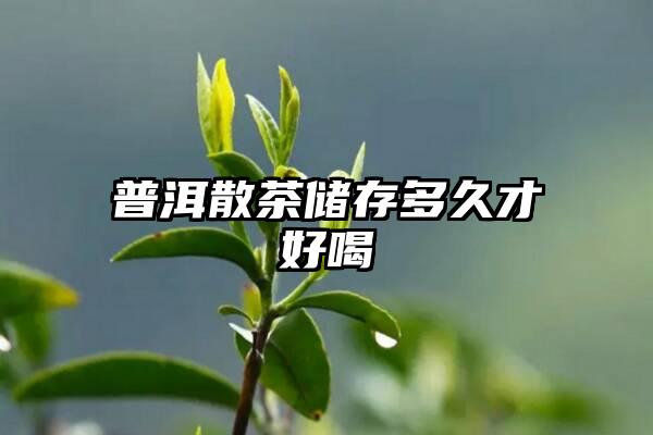 普洱散茶储存多久才好喝