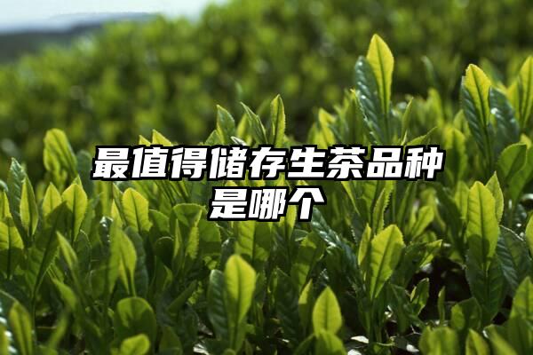 最值得储存生茶品种是哪个