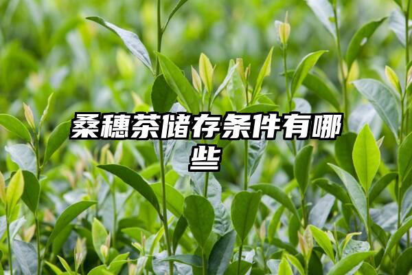 桑穗茶储存条件有哪些