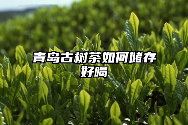 青岛古树茶如何储存好喝