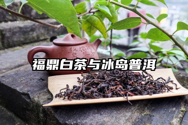 福鼎白茶与冰岛普洱