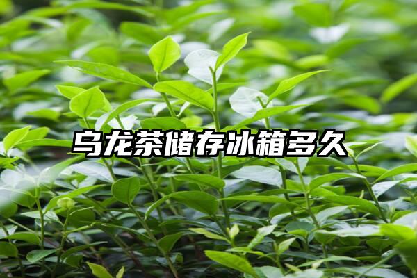 乌龙茶储存冰箱多久