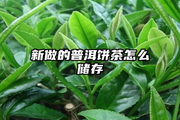 新做的普洱饼茶怎么储存