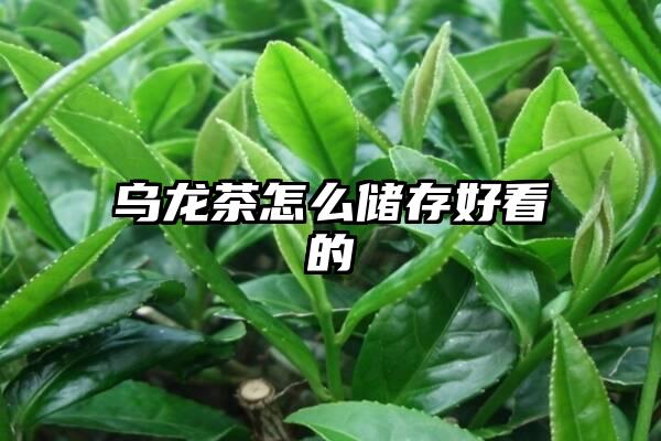 乌龙茶怎么储存好看的