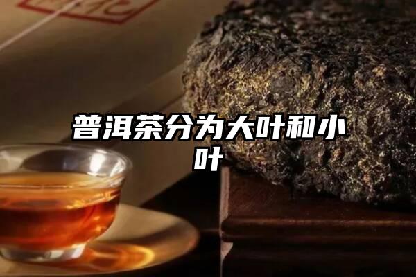 普洱茶分为大叶和小叶