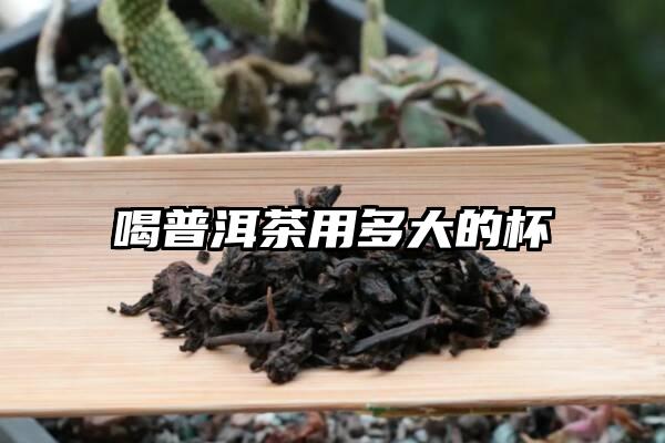 喝普洱茶用多大的杯