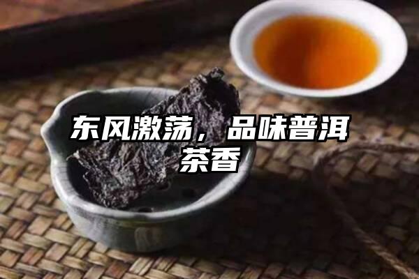 东风激荡，品味普洱茶香