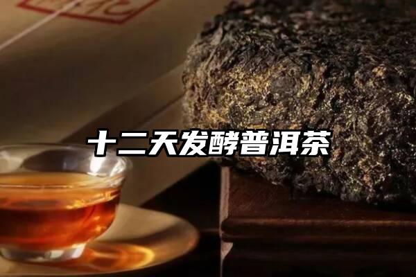 十二天发酵普洱茶