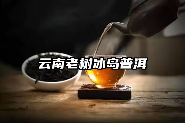 云南老树冰岛普洱