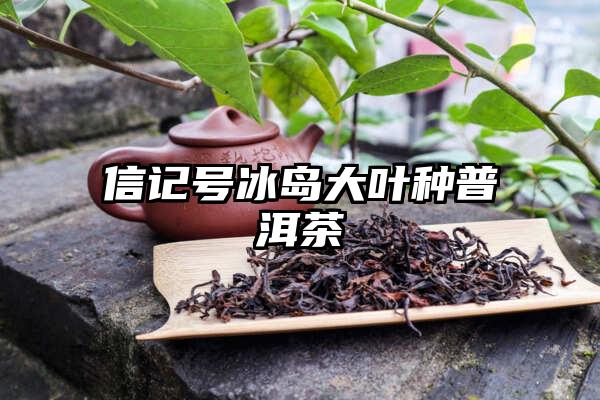 信记号冰岛大叶种普洱茶