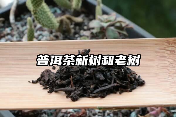 普洱茶新树和老树