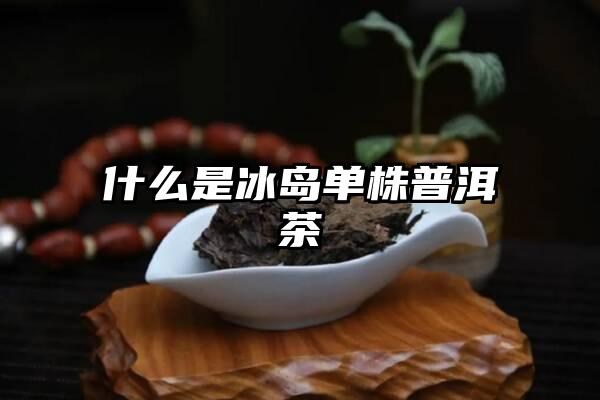 什么是冰岛单株普洱茶