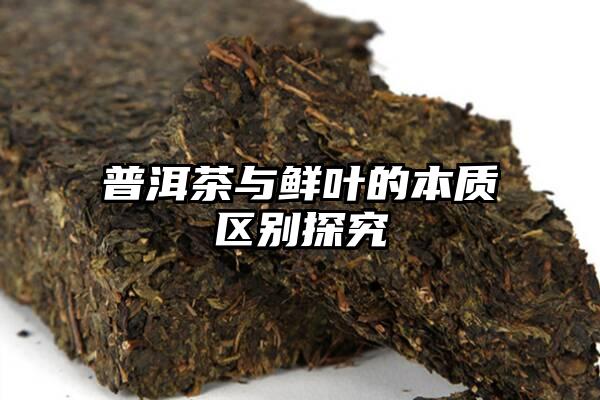 普洱茶与鲜叶的本质区别探究