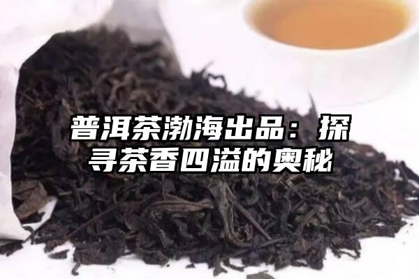 普洱茶渤海出品：探寻茶香四溢的奥秘