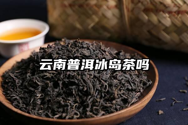 云南普洱冰岛茶吗