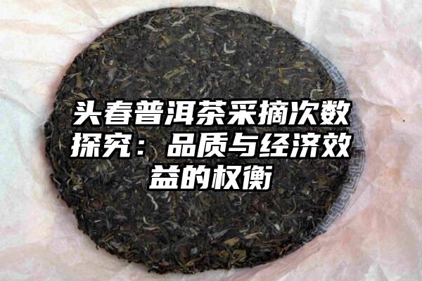 头春普洱茶采摘次数探究：品质与经济效益的权衡