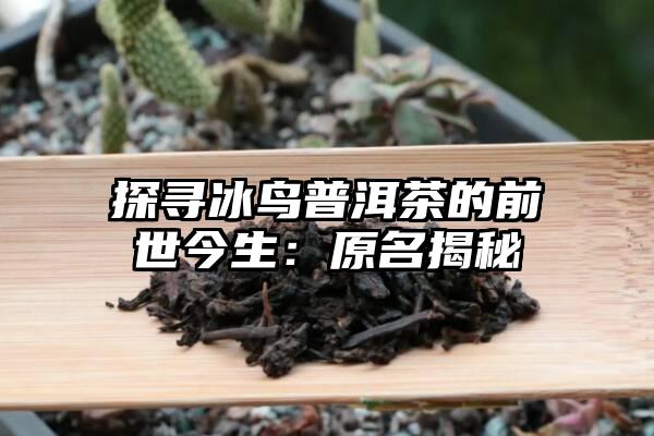 探寻冰鸟普洱茶的前世今生：原名揭秘